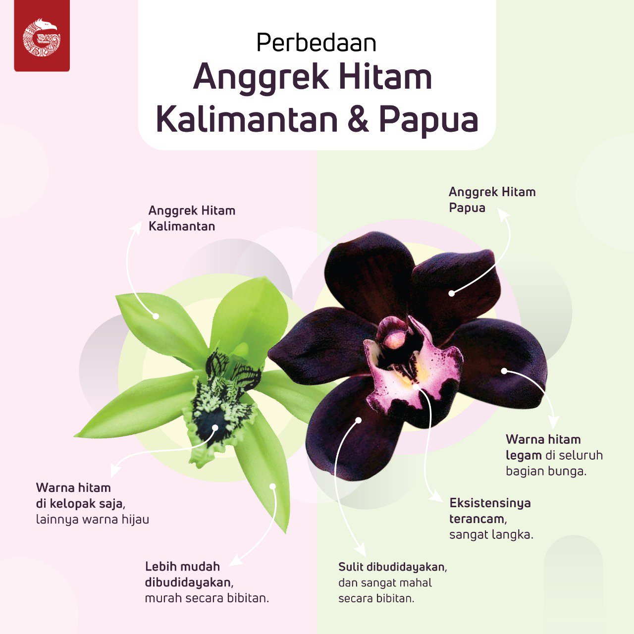 Detail Gambar Bunga Anggrek Hitam Kalimantan Nomer 30