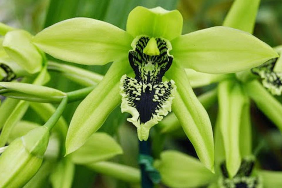 Detail Gambar Bunga Anggrek Hitam Papua Nomer 26