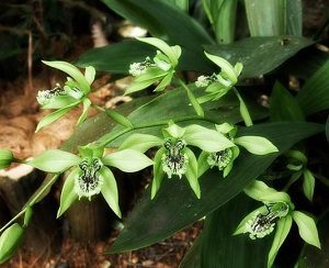 Detail Gambar Bunga Anggrek Hitam Papua Nomer 37