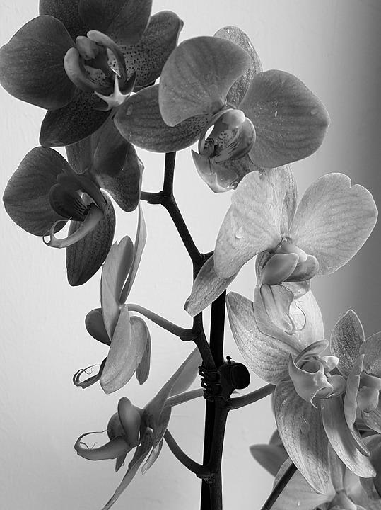 Gambar Bunga Anggrek Hitam Putih - KibrisPDR