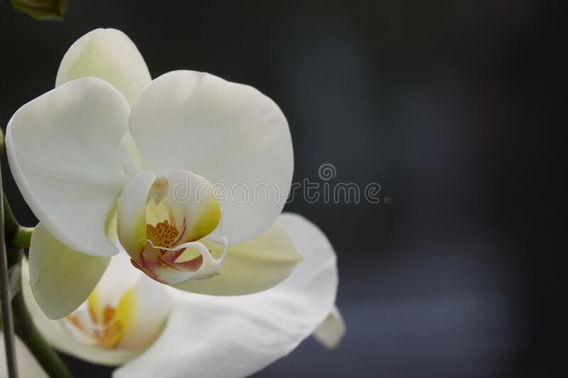 Detail Gambar Bunga Anggrek Hitam Putih Nomer 18