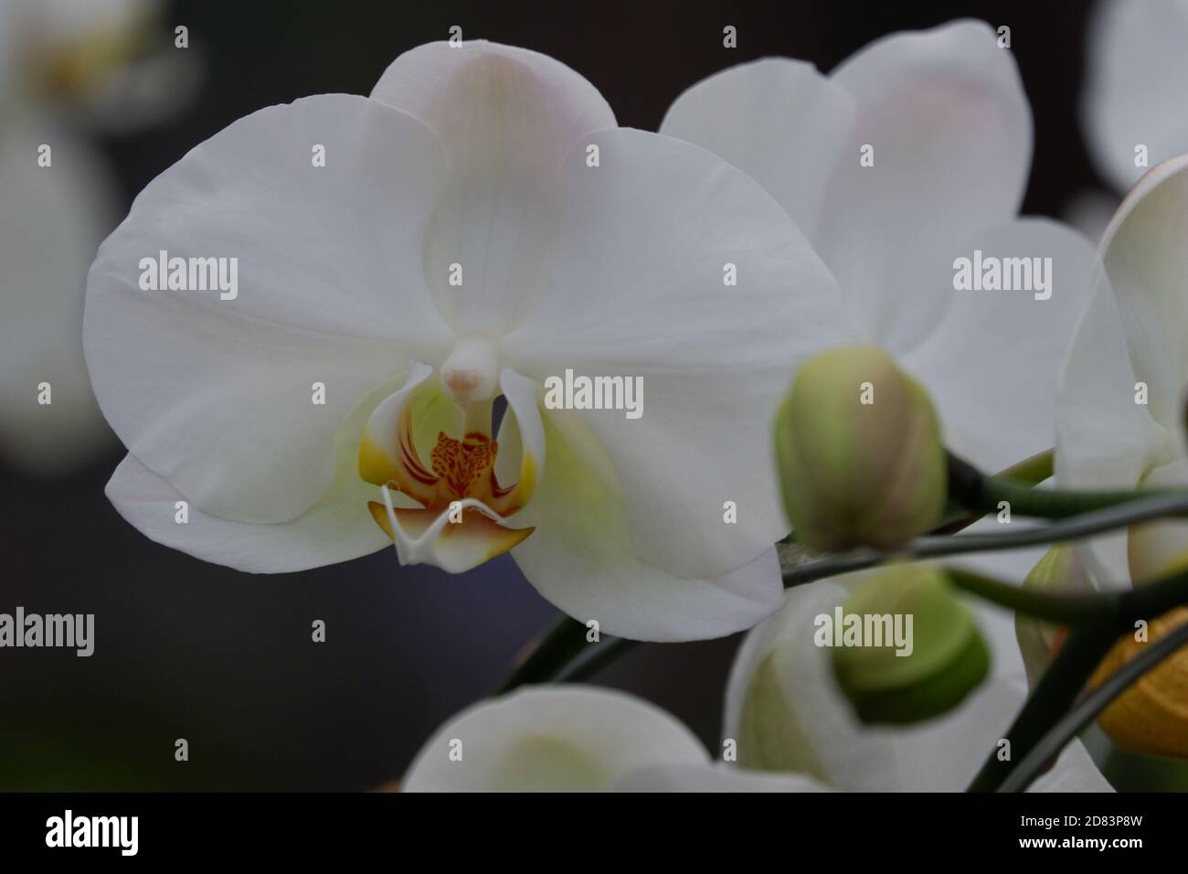 Detail Gambar Bunga Anggrek Hitam Putih Nomer 20