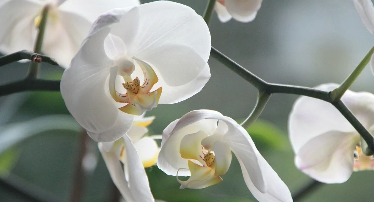 Detail Gambar Bunga Anggrek Hitam Putih Nomer 25