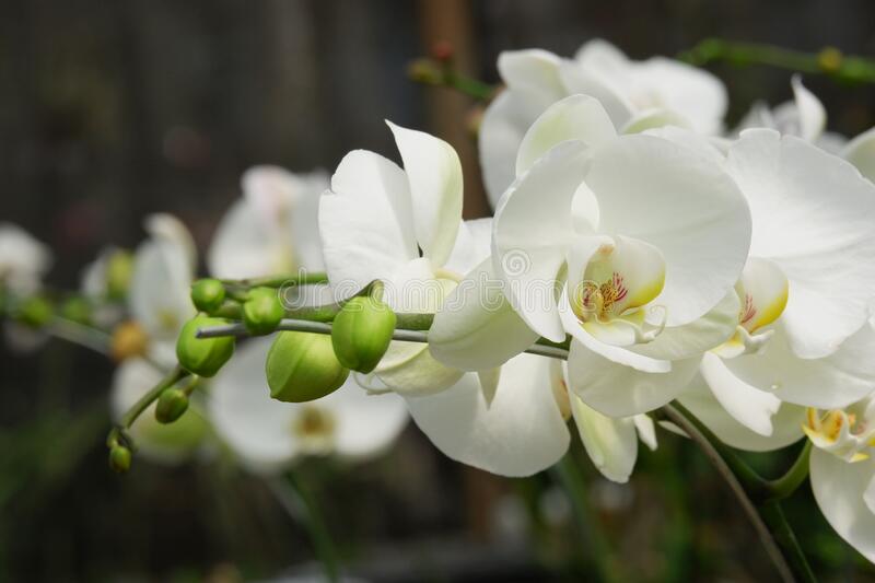 Detail Gambar Bunga Anggrek Hitam Putih Nomer 48