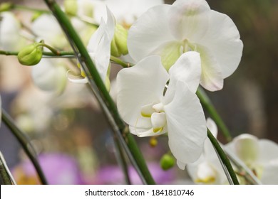 Detail Gambar Bunga Anggrek Hitam Putih Nomer 9