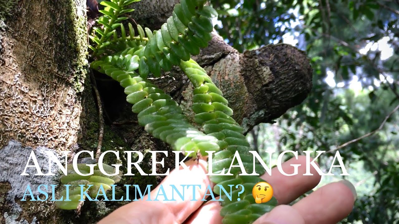 Detail Gambar Bunga Anggrek Hutan Nomer 35