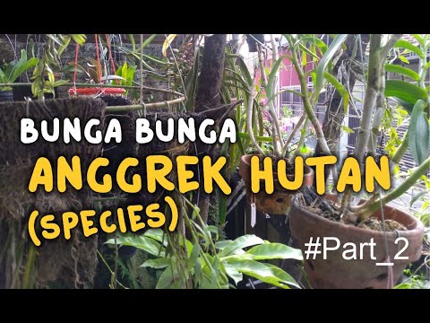 Detail Gambar Bunga Anggrek Hutan Nomer 38