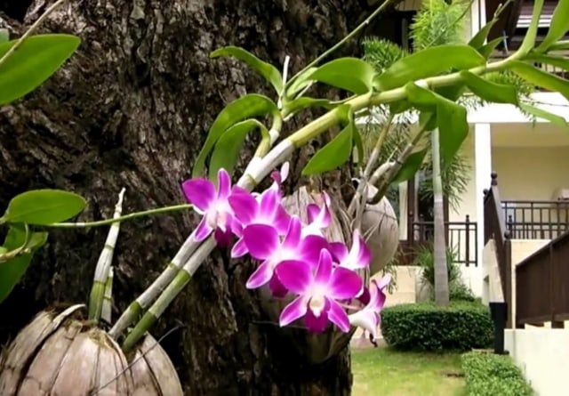 Gambar Bunga Anggrek Menempel Di Pohon - KibrisPDR