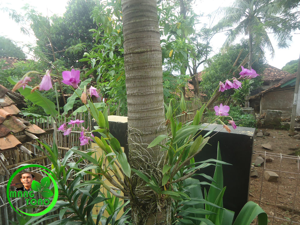Detail Gambar Bunga Anggrek Menempel Di Pohon Nomer 2