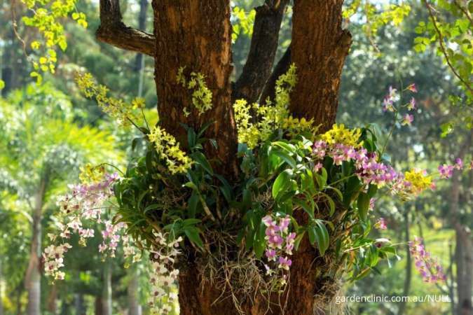 Detail Gambar Bunga Anggrek Menempel Di Pohon Nomer 17