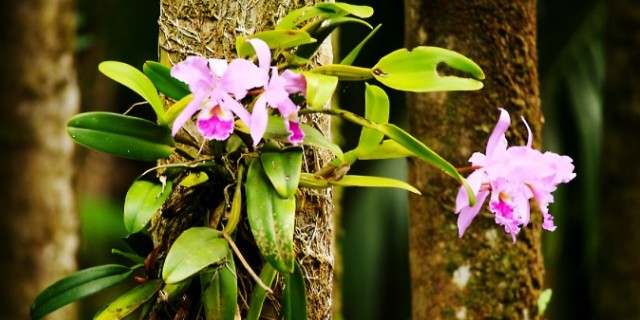 Download Gambar Bunga Anggrek Menempel Di Pohon Nomer 8