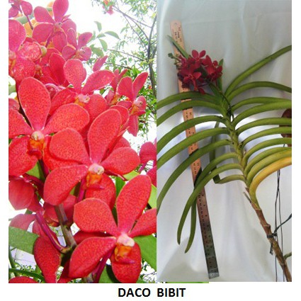 Detail Gambar Bunga Anggrek Merah Nomer 40