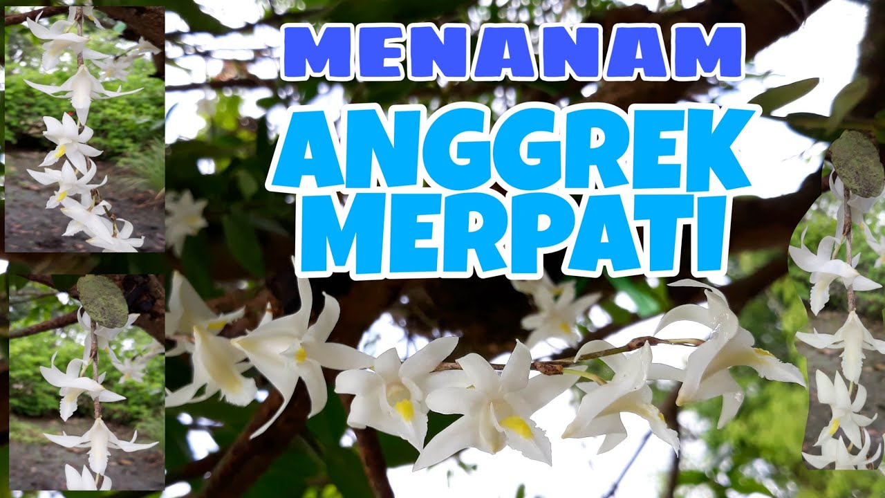 Detail Gambar Bunga Anggrek Merpati Nomer 34