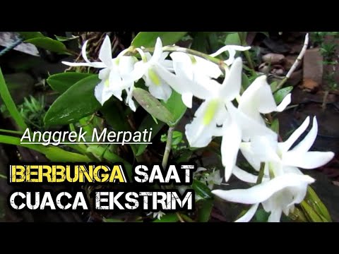 Detail Gambar Bunga Anggrek Merpati Nomer 53