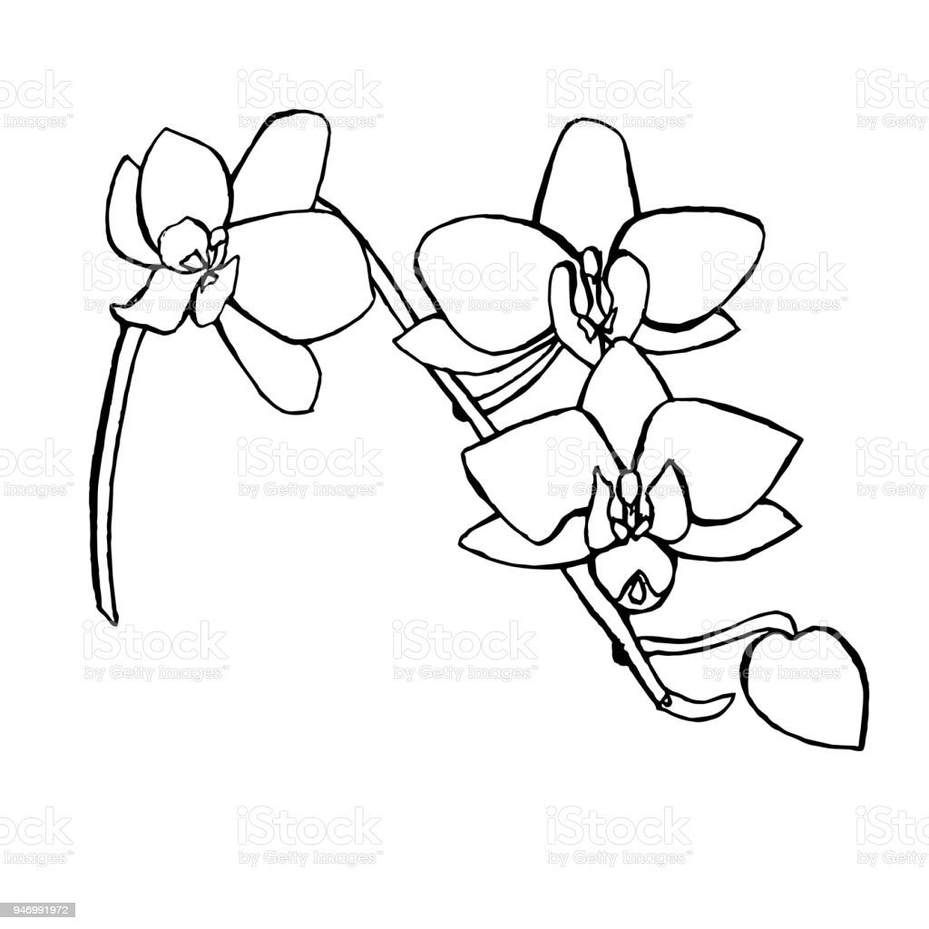 Detail Gambar Bunga Anggrek Mewarnai Nomer 32