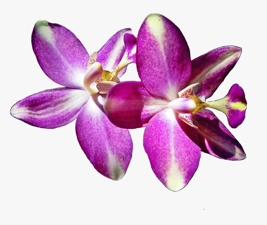Detail Gambar Bunga Anggrek Png Nomer 2