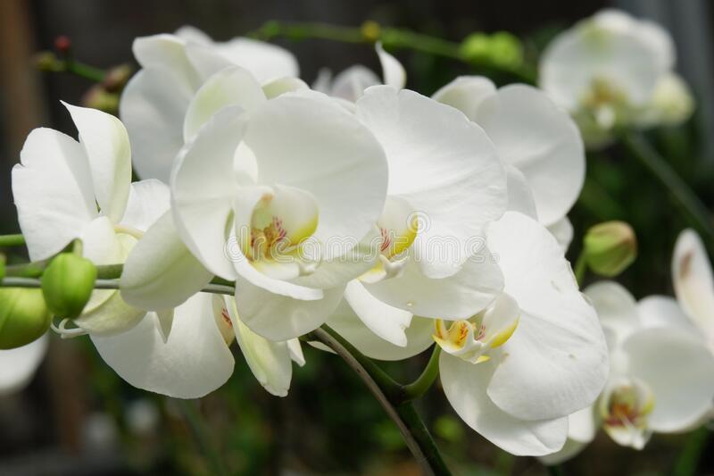 Detail Gambar Bunga Anggrek Putih Nomer 12