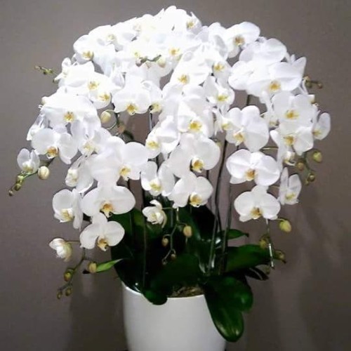 Detail Gambar Bunga Anggrek Putih Nomer 13