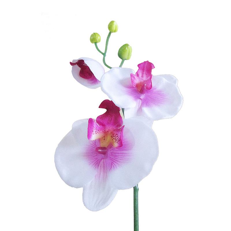 Detail Gambar Bunga Anggrek Putih Nomer 25