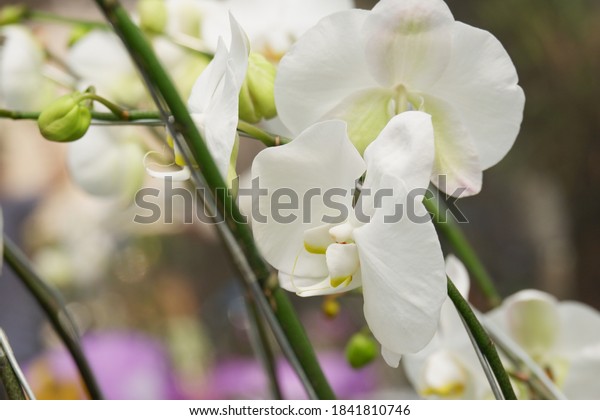 Detail Gambar Bunga Anggrek Putih Nomer 36