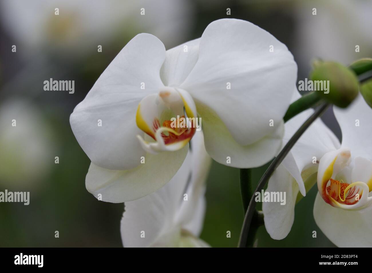 Detail Gambar Bunga Anggrek Putih Nomer 40
