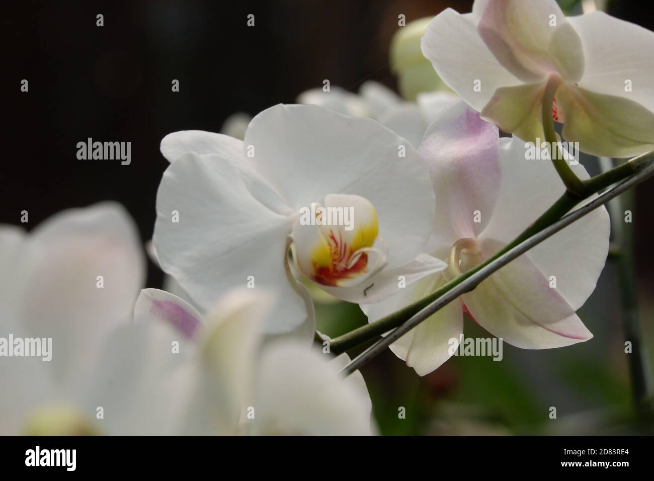 Detail Gambar Bunga Anggrek Putih Nomer 45