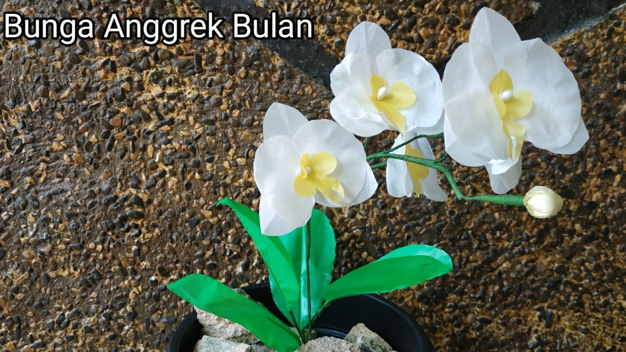 Detail Gambar Bunga Anggrek Putih Nomer 48