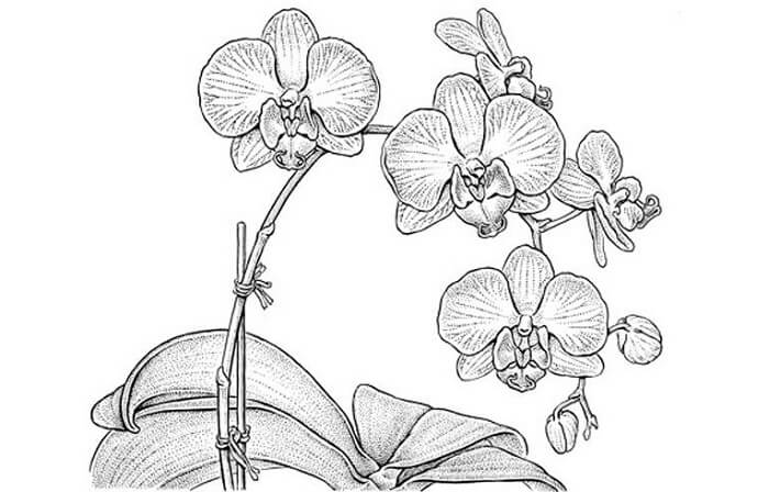 Detail Gambar Bunga Anggrek Sketsa Nomer 15