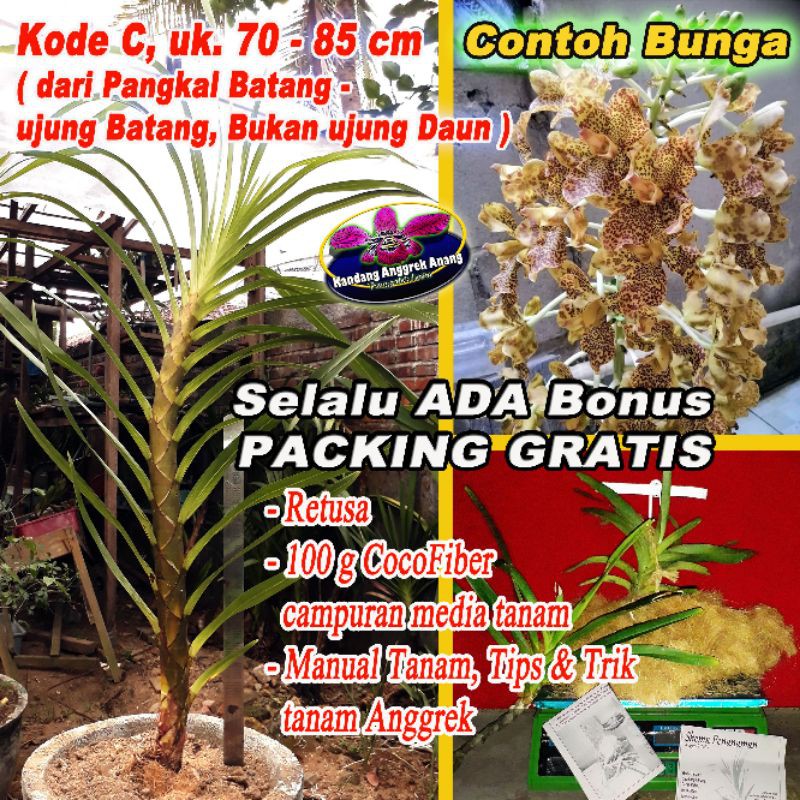 Detail Gambar Bunga Anggrek Tebu Nomer 45