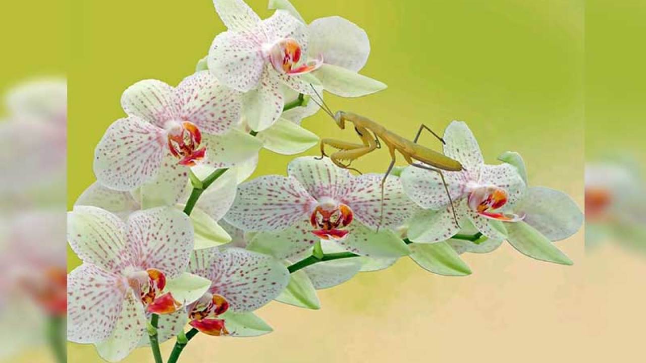 Gambar Bunga Anggrek Terindah Di Indonesia - KibrisPDR