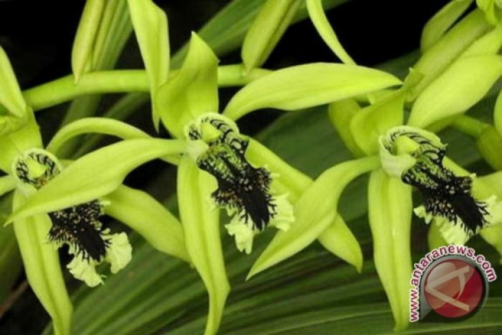 Detail Gambar Bunga Anggrek Terindah Di Indonesia Nomer 51