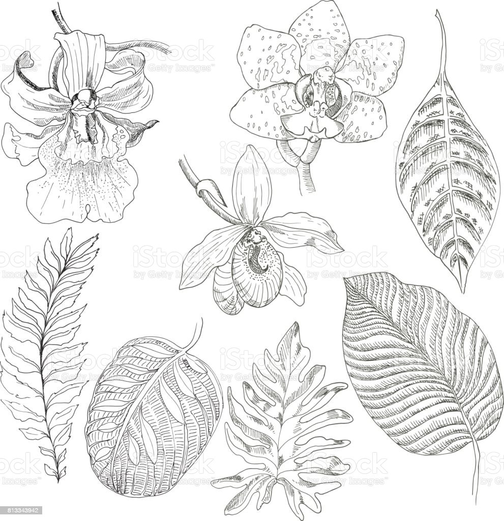Detail Gambar Bunga Anggrek Termasuk Menggambar Dengan Konsep Gambar Nomer 11