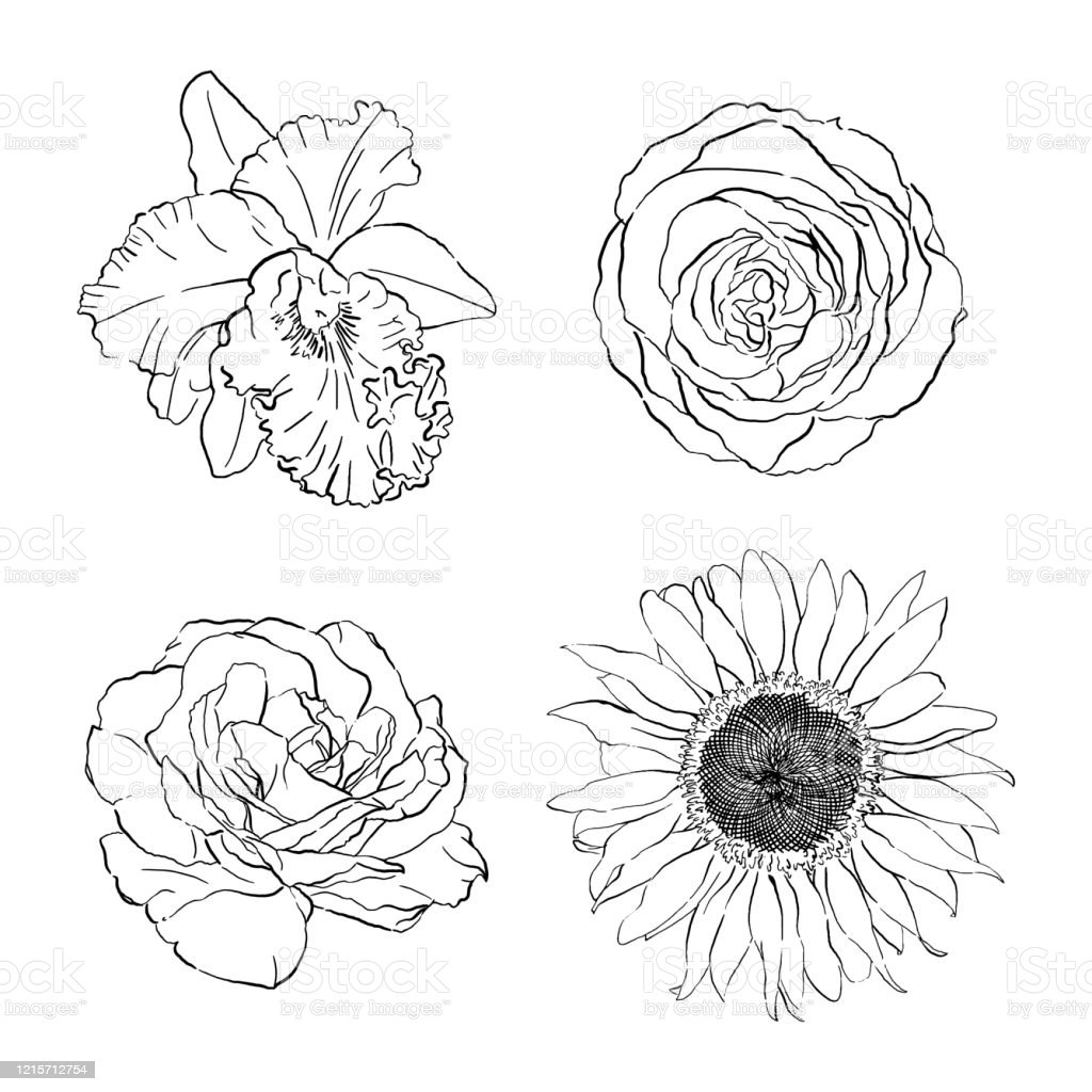 Detail Gambar Bunga Anggrek Termasuk Menggambar Dengan Konsep Gambar Nomer 21