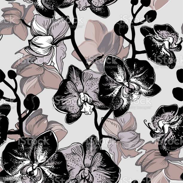 Detail Gambar Bunga Anggrek Termasuk Menggambar Dengan Konsep Gambar Nomer 26