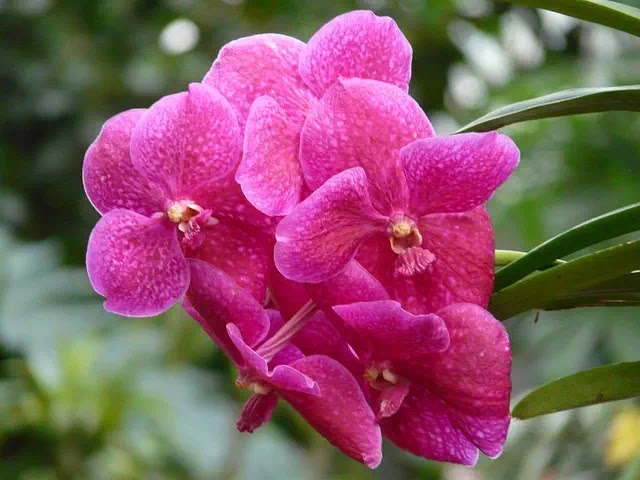 Detail Gambar Bunga Anggrek Vanda Nomer 9