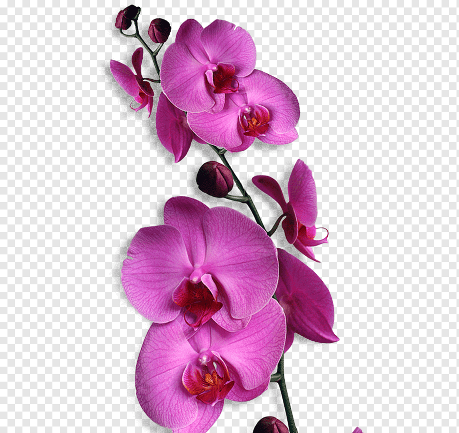Detail Gambar Bunga Anggrek Wallpaper Nomer 6