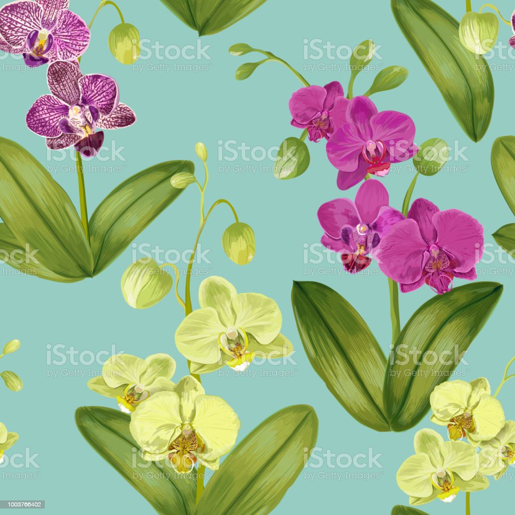 Detail Gambar Bunga Anggrek Wallpaper Nomer 52