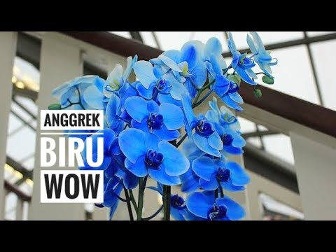 Gambar Bunga Anggrek Warna Biru - KibrisPDR