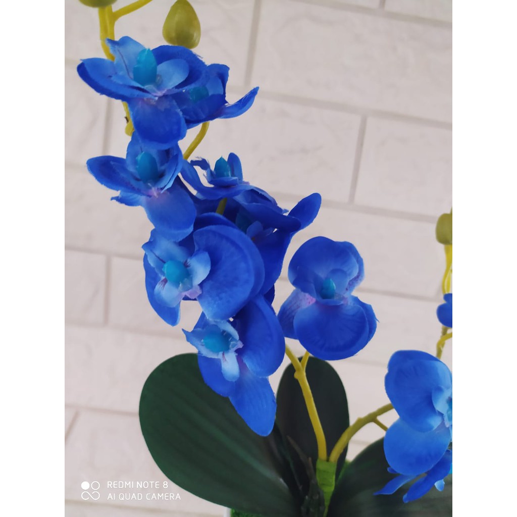 Detail Gambar Bunga Anggrek Warna Biru Nomer 2