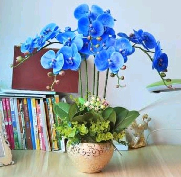 Detail Gambar Bunga Anggrek Warna Biru Nomer 11
