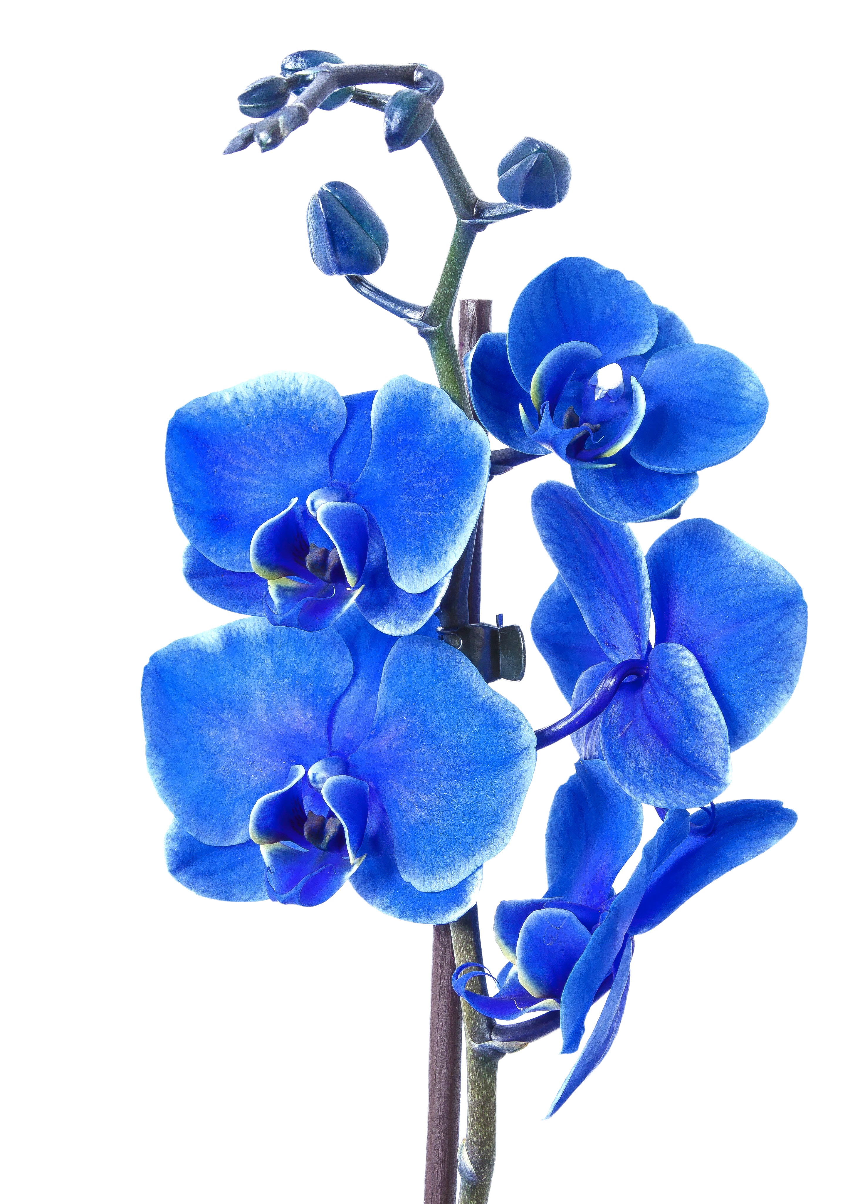 Detail Gambar Bunga Anggrek Warna Biru Nomer 12