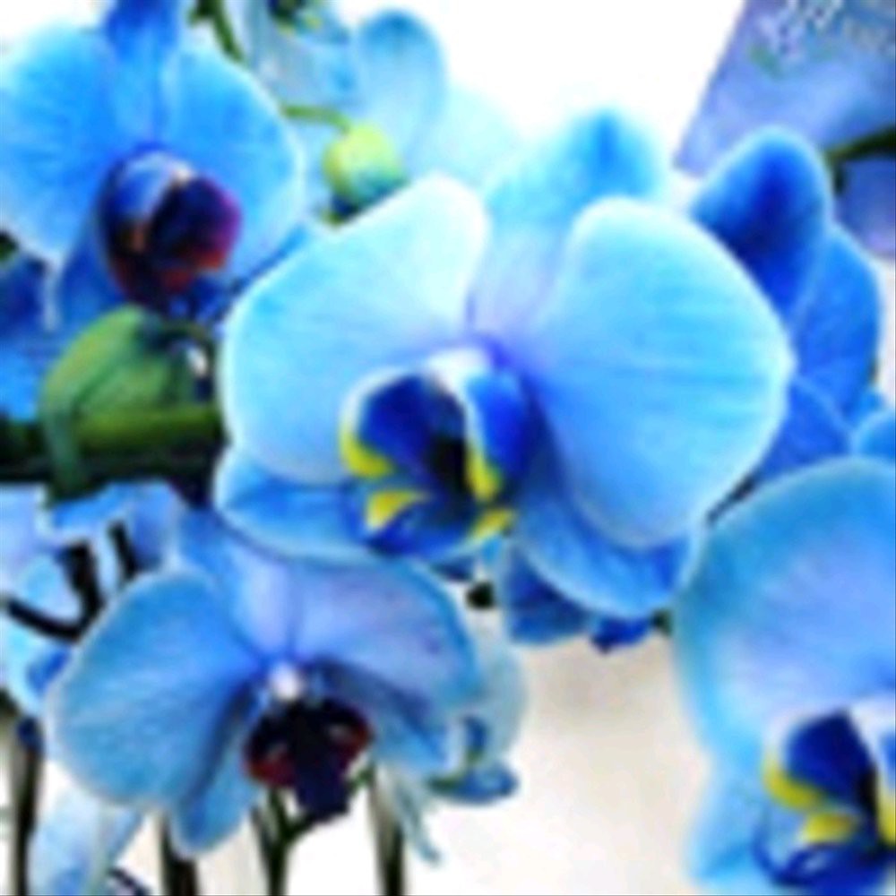 Detail Gambar Bunga Anggrek Warna Biru Nomer 14