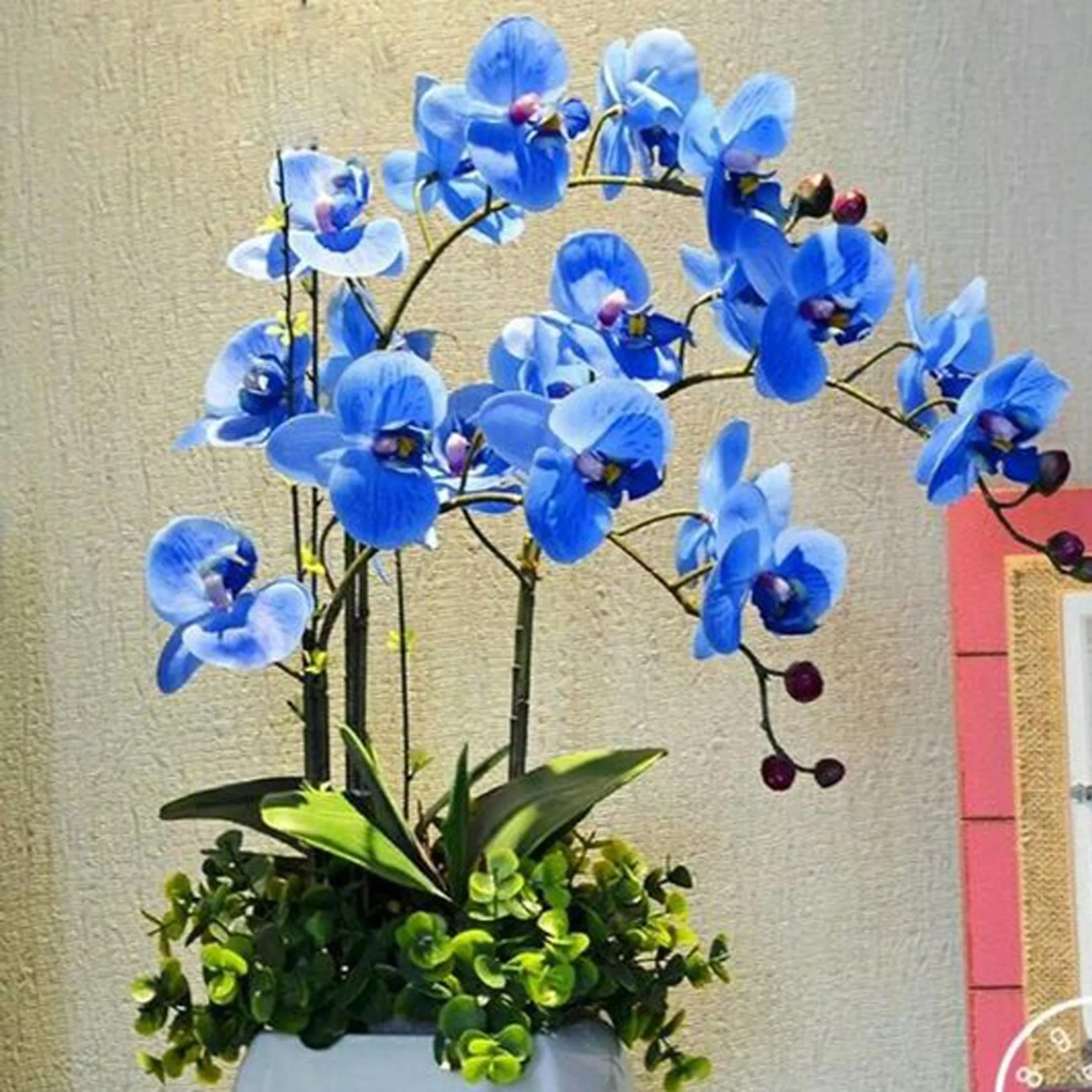 Detail Gambar Bunga Anggrek Warna Biru Nomer 16