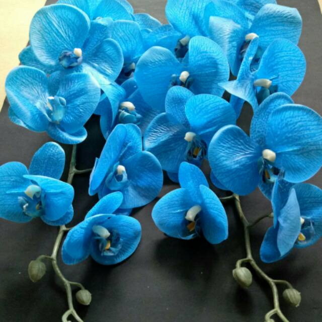 Detail Gambar Bunga Anggrek Warna Biru Nomer 17
