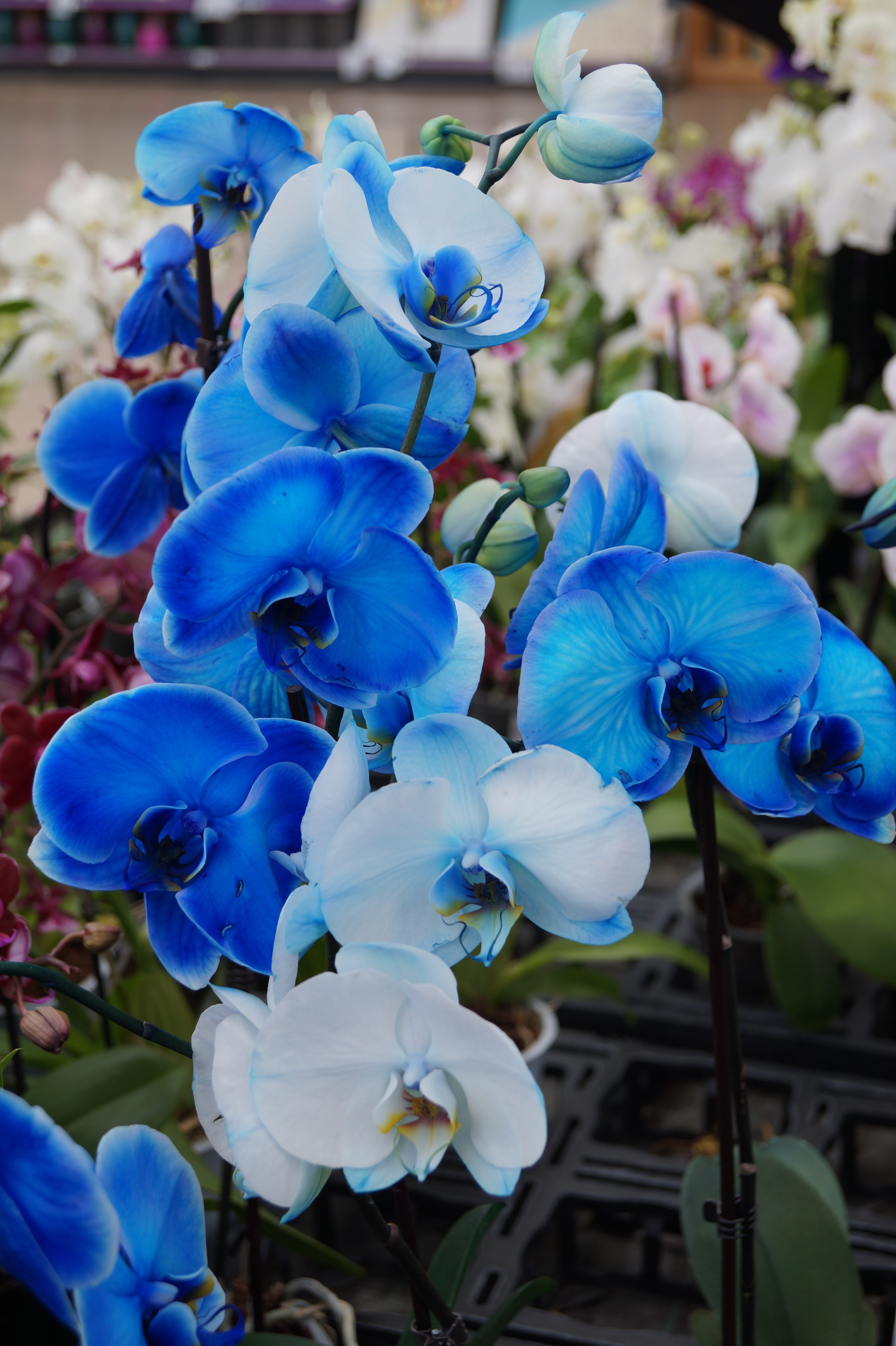 Detail Gambar Bunga Anggrek Warna Biru Nomer 18