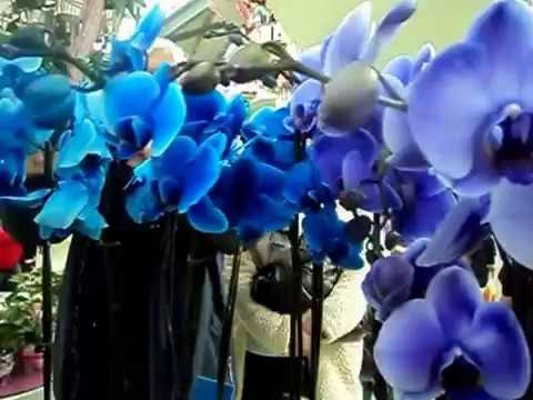 Detail Gambar Bunga Anggrek Warna Biru Nomer 20