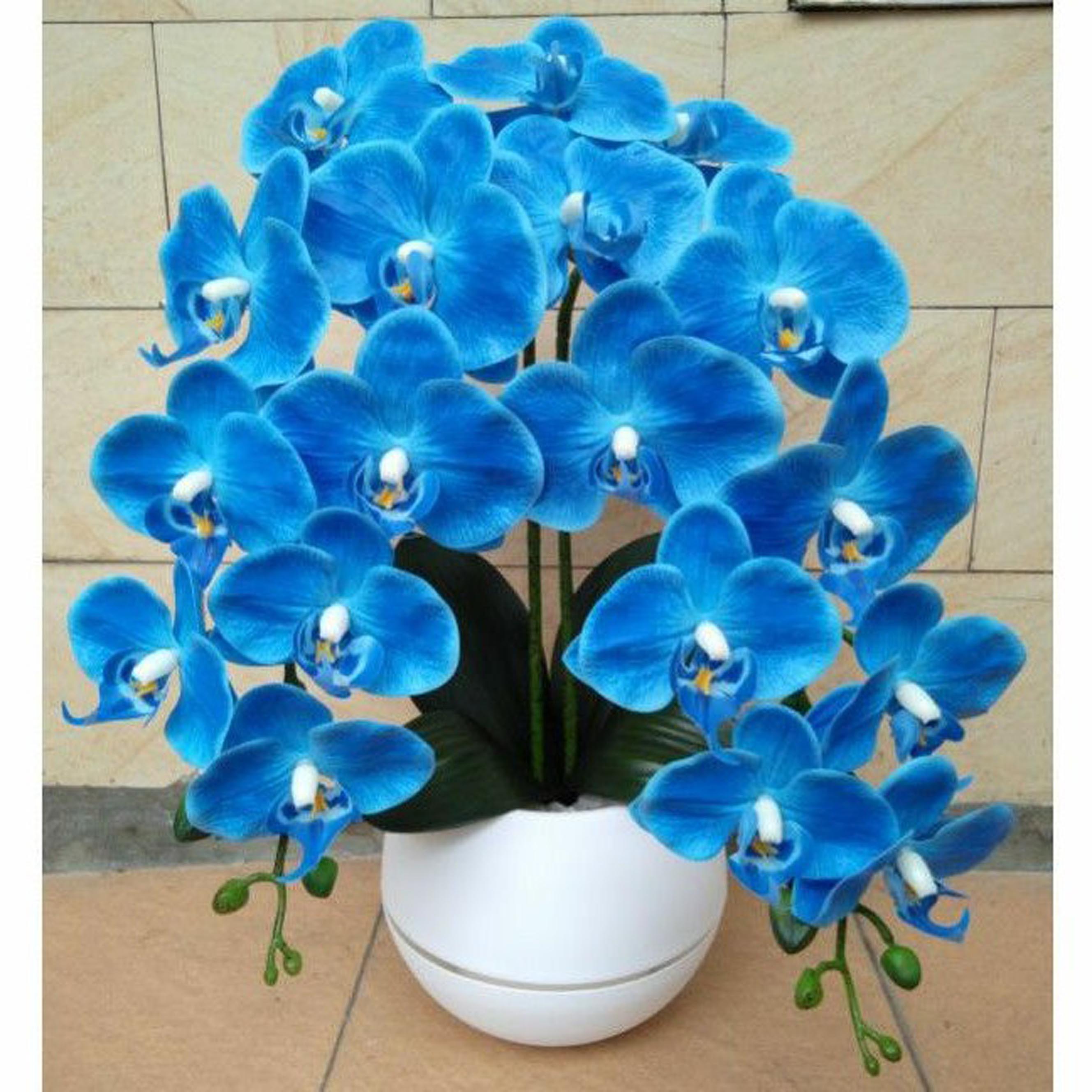 Detail Gambar Bunga Anggrek Warna Biru Nomer 3