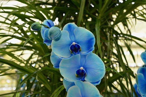 Detail Gambar Bunga Anggrek Warna Biru Nomer 21