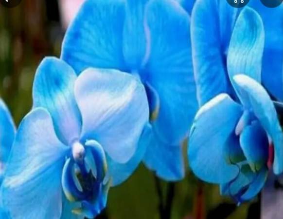 Detail Gambar Bunga Anggrek Warna Biru Nomer 22