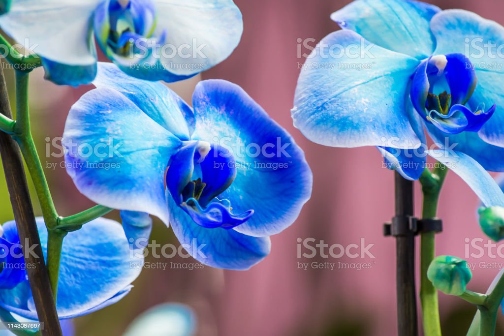 Detail Gambar Bunga Anggrek Warna Biru Nomer 24
